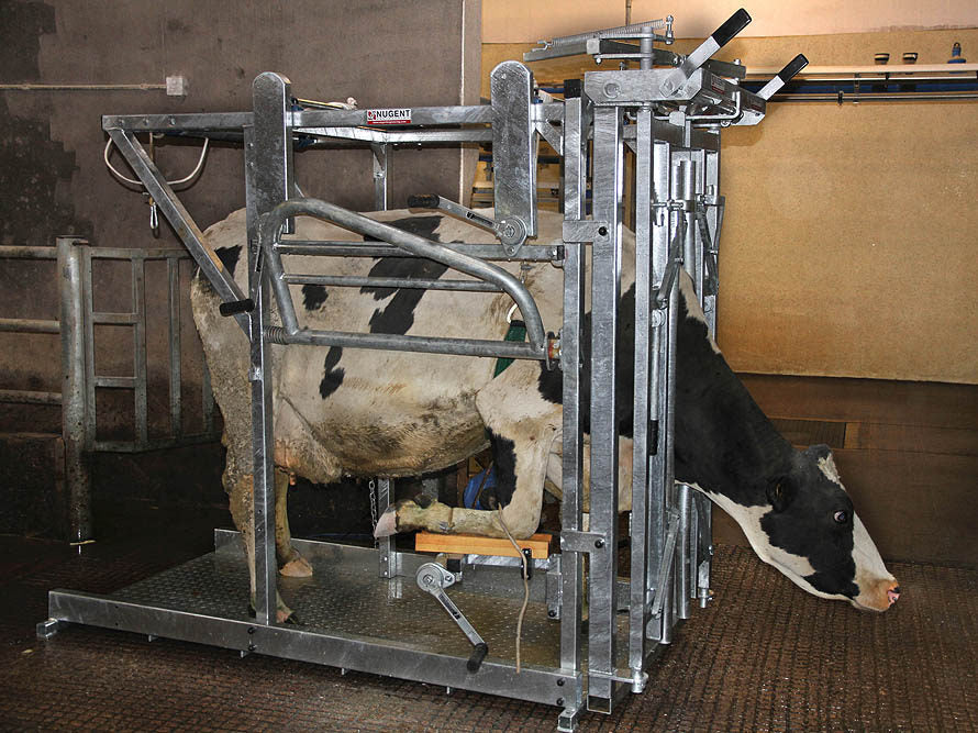 Nugent Universal Hoof Tech Crush